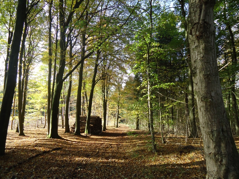 Fil:SkårupgårdSkov.jpg