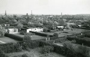 Kolonihaver, 1954, Thomas Pedersen.jpg