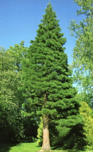 Forsthaven tempeltræ.jpg