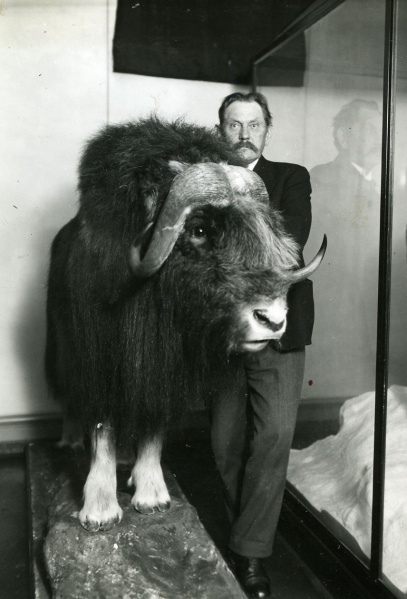 Fil:Findal, Naturhistorisk Museum, Foto Fredslund Andersen.jpg