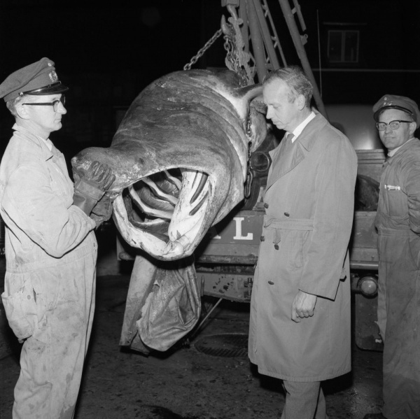 Fil:Poul Bondesen, Naturhistorisk Museum, Jørn Timm, 1961.jpg