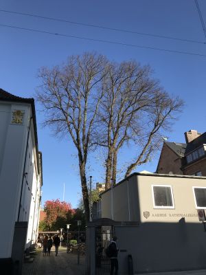 Aarhus Katedralskole (Skolegården v. Skolegyde), lindetræer.jpg