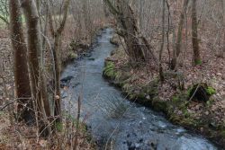 Fiskbækken i Pøel Skov.JPG